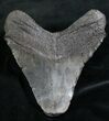 Megalodon Tooth - South Carolina #7476-2